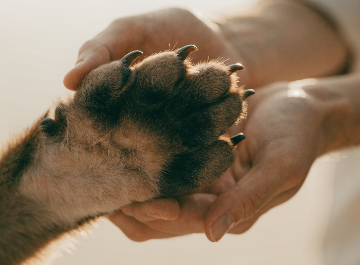Veterinarska nega — ruka i šapa